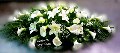SUZA SANDUK 11 4 Cvećara Esperanca