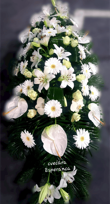 Suza sanduk 15 4 Cvećara Esperanca