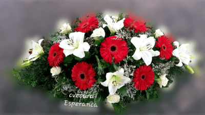 Suza sanduk 8 4 Cvećara Esperanca